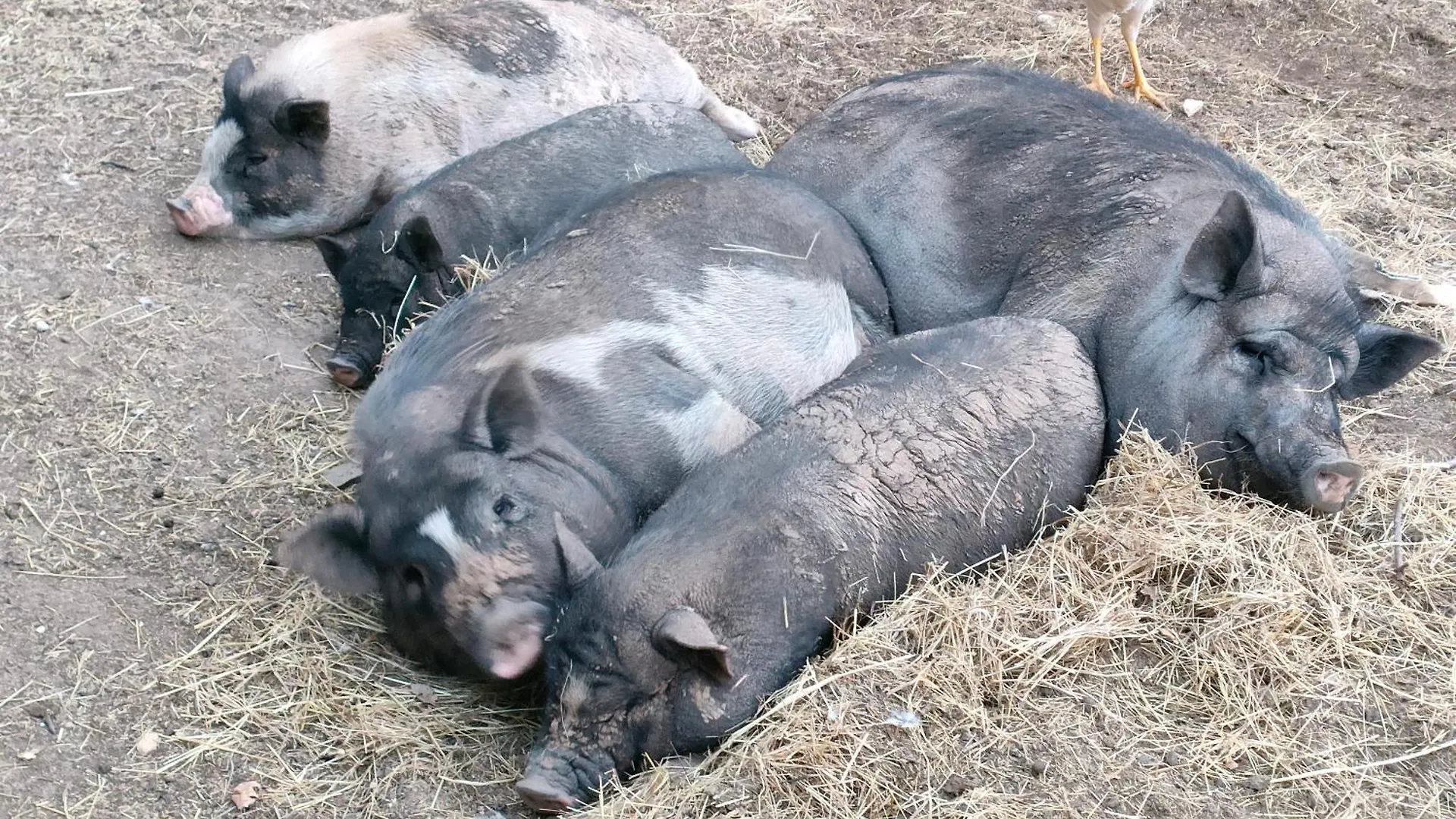 Gite A La Ferme Ongles